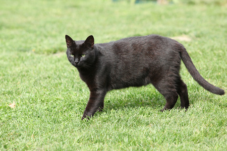 在花园里的黑猫不错