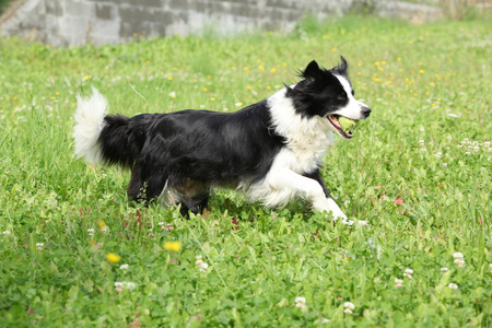 运行的边境牧羊犬