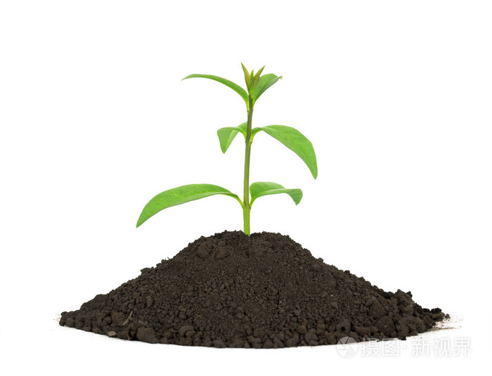 年轻的苗的土壤中生长的豌豆豌豆豌豆很高的纤维蛋白质维生素矿物质和