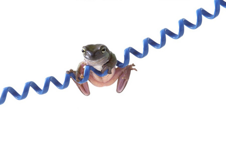 挂在蓝线上的青蛙
