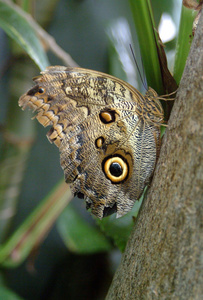 搁在一根树枝上猫头鹰蛾照片