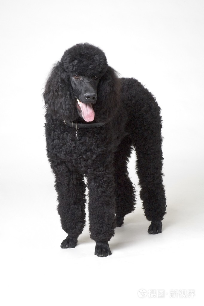 黑色贵宾犬照片-正版商用图片1d7c87-摄图新视界