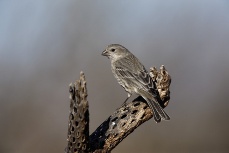 家朱雀，carpodacus mexicanus