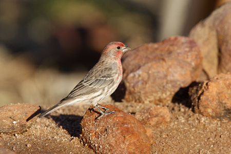 家朱雀，carpodacus mexicanus