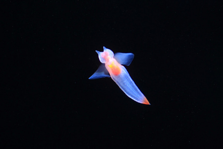 裸海蝴蝶或海天使 共同冰 在北海道，日本