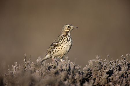 草地鹨 草地早熟禾 anthus