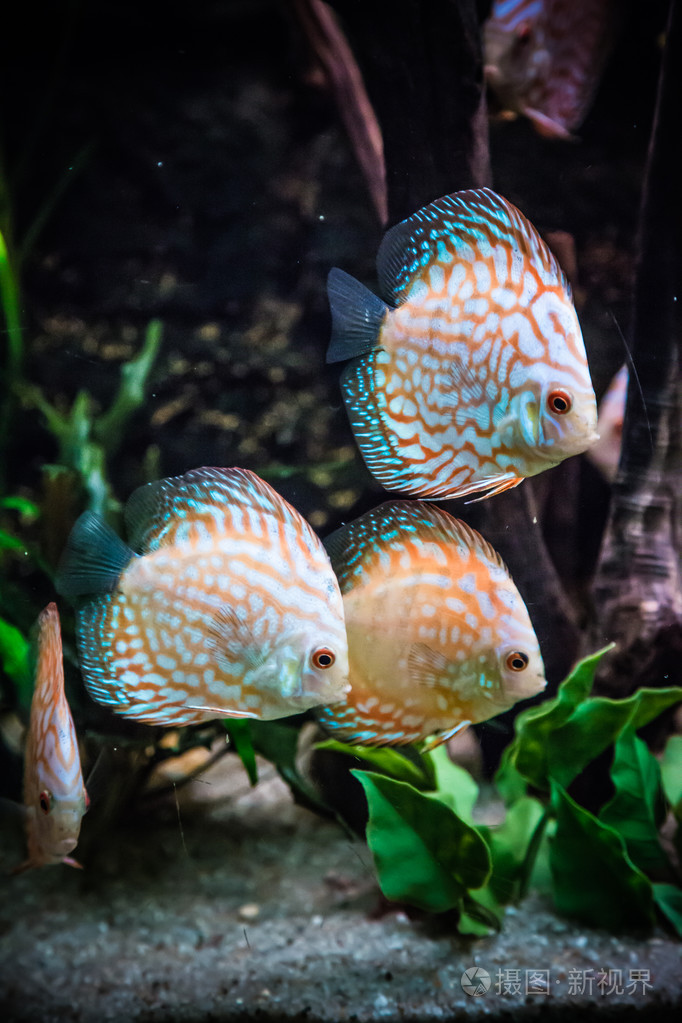 与七彩铁饼种热带鱼水族馆
