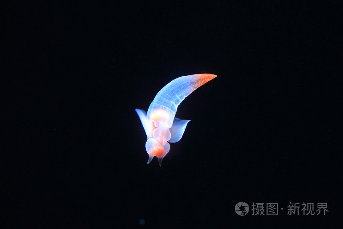 裸海蝴蝶或海天使共同冰在北海道日本