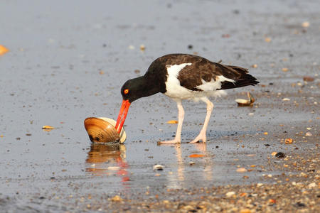 美国Oystercatcher鲸鱼