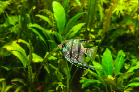 淡水水族馆与鱼神仙