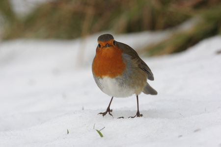 罗宾，erithacus rubecula