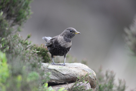 鸫 torquatus 环 ouzel