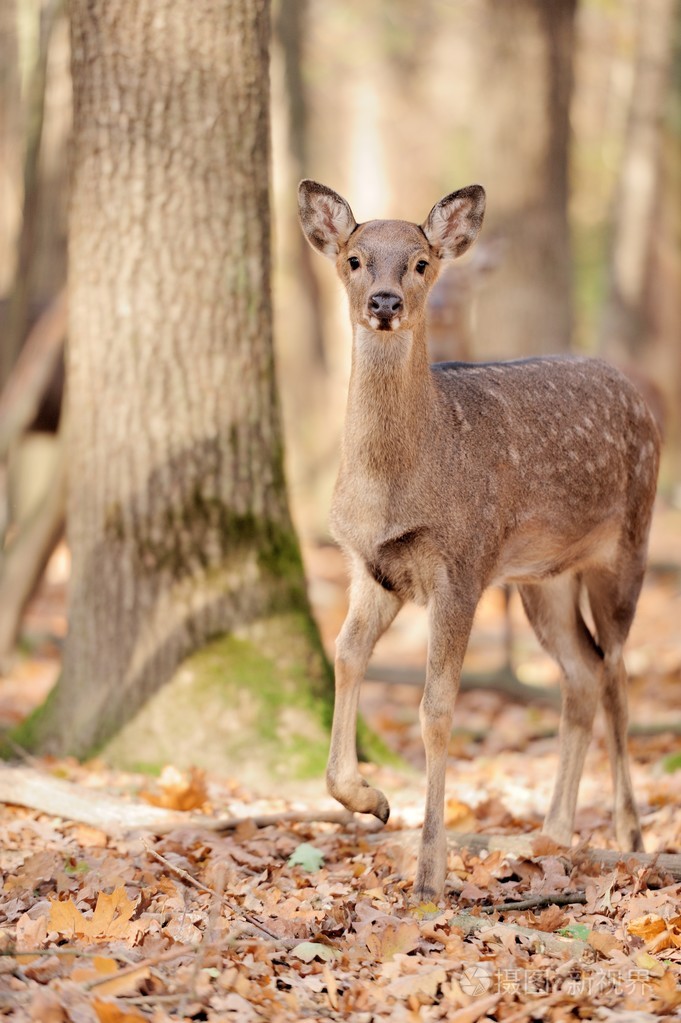 野鹿照片-正版商用图片1d7kvo-摄图新视界