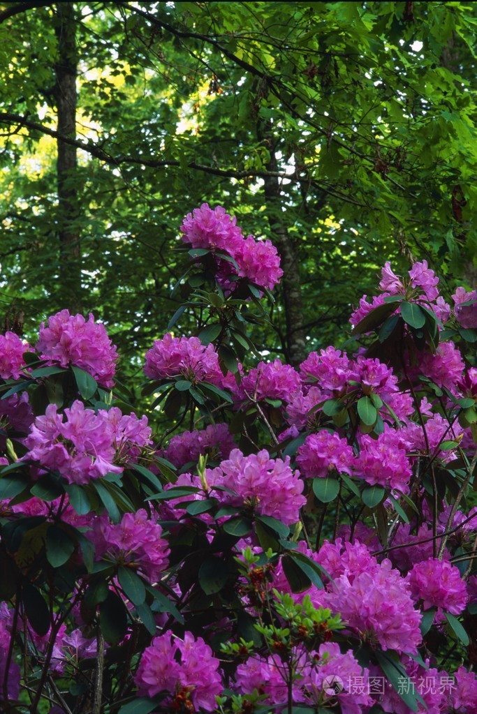 鲜花盛开的杜鹃花