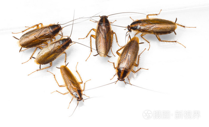大 4996*3053px无水印下载免费10次/天下载小样发票合同问题/举报蠊