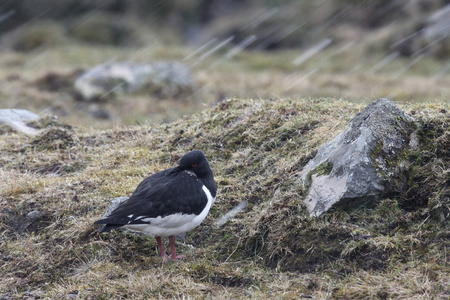 蛎鹬，haematopus ostralegus