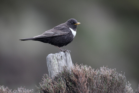 鸫 torquatus 环 ouzel