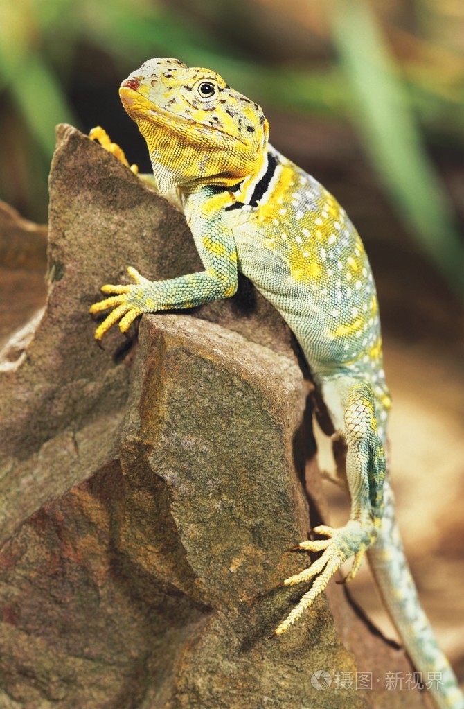 只的蜥蜴照片-正版商用图片1d7nbx-摄图新视界