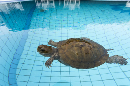 黄喉拟柴龟照片