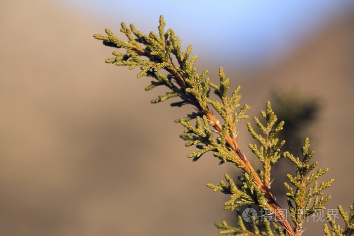 一棵圆柏的特写