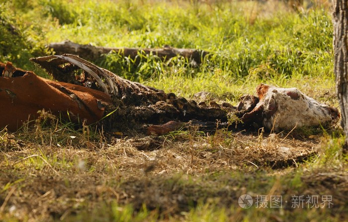 死亡和腐烂的牛