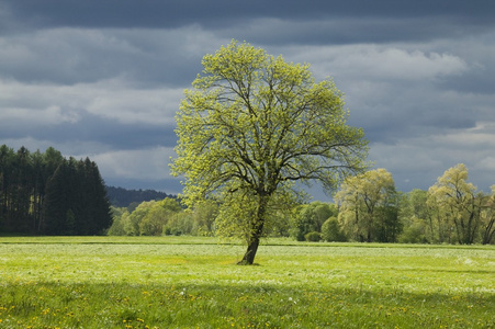 一棵树在草甸与暴风雨的乌云