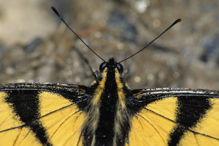 的 web 移动应用程序徽标设计东虎凤蝶凤蝶格劳科斯两个东部虎凤蝶取