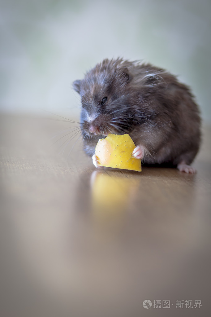 灰色仓鼠