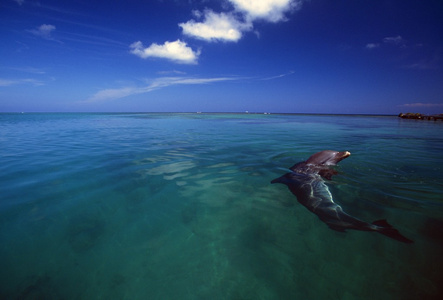 加勒比海的宽吻海豚
