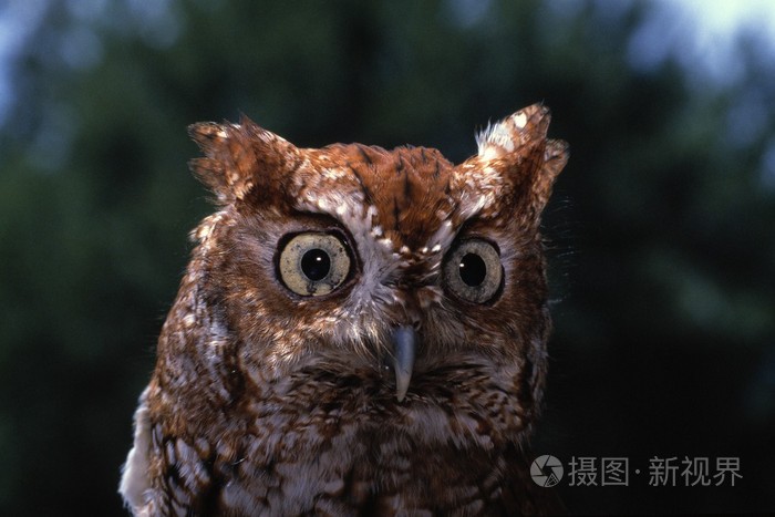 尖叫声猫头鹰的特写肖像