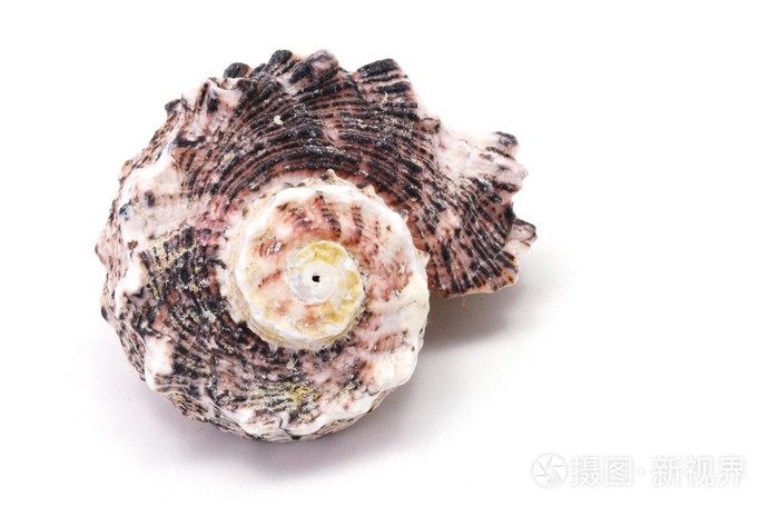 海贝壳