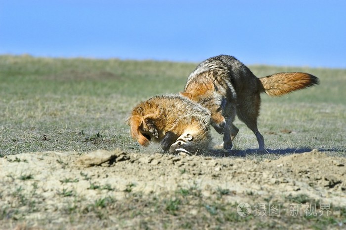 狼和獾争夺猎物