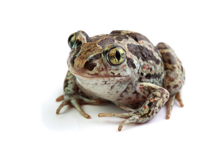 常见的 Spadefoot Pelobates 青海田鼠 上白色孤立