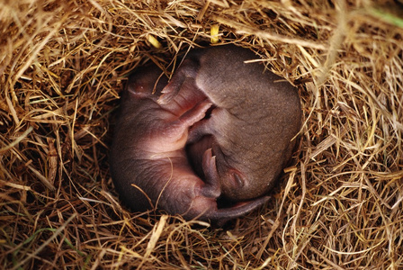 草原田鼠图片大全