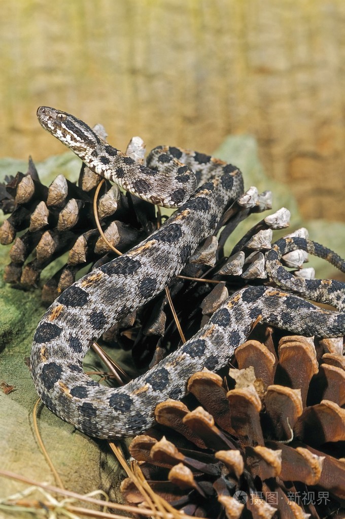 昏暗的侏儒响尾蛇