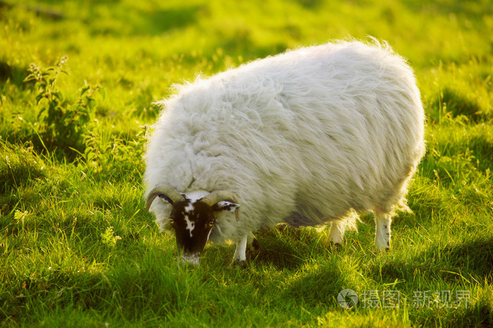 一只羊在草地上吃草