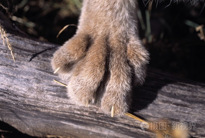 山猫的爪子放在日志