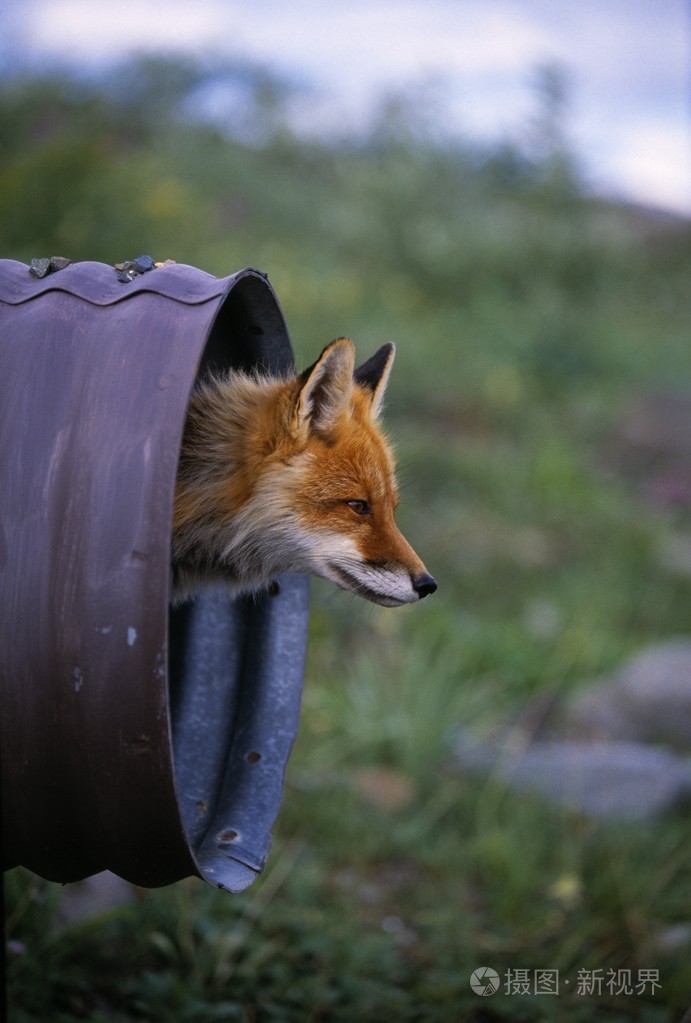 红狐狸偷看出管