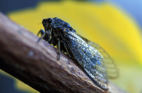 唱歌成年蝉飞照片