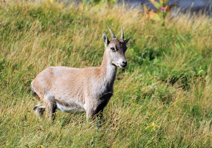 野生高山 ibexsteinbock