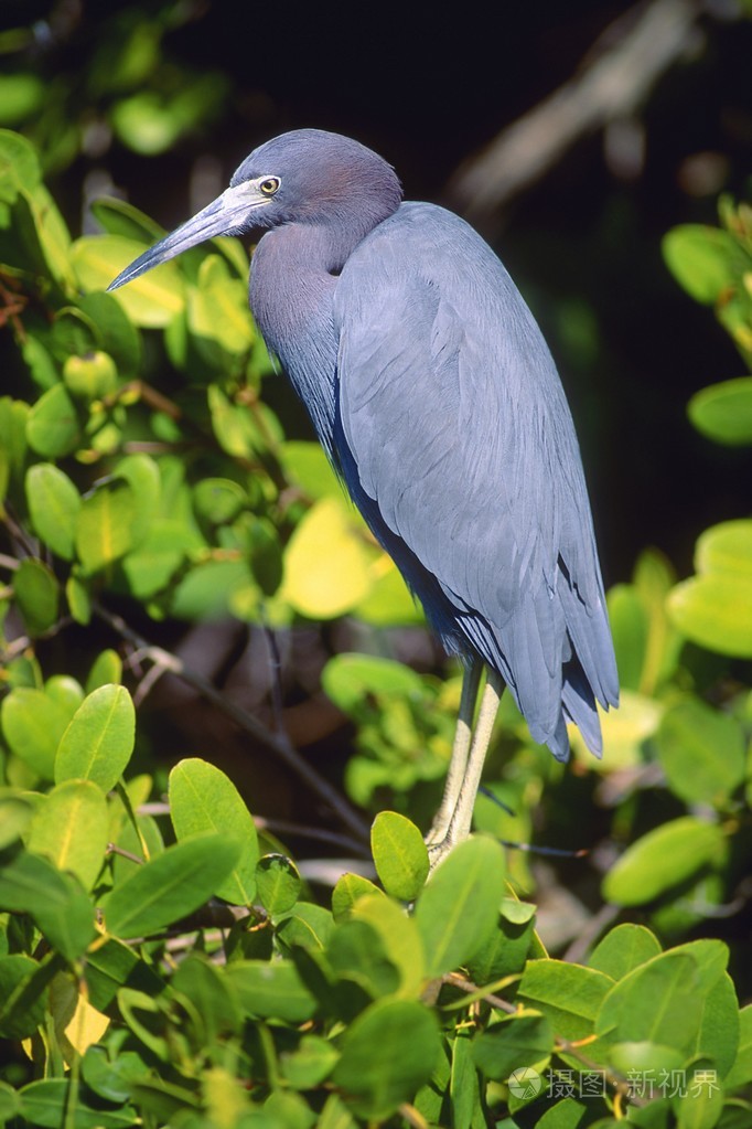 小蓝鹭