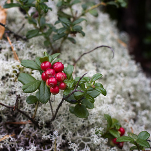在森林中的野生灌木越桔 (越桔)照片