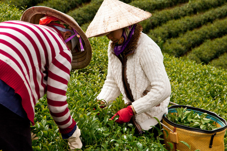 越南 workerpick 茶叶茶农场 叶子