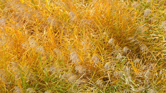 秋季干燥草甸