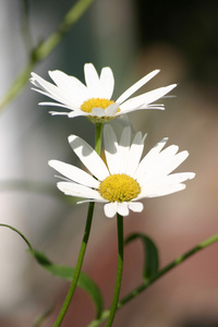 黛西 甘菊 快乐 自然 夏天 群花 植物 夫妇 花卉 绽放