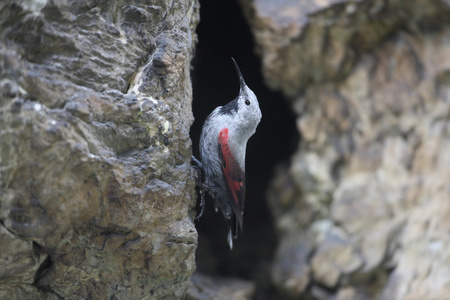 wallcreeper，tichodroma muraria