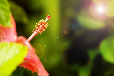 雄蕊花的细节