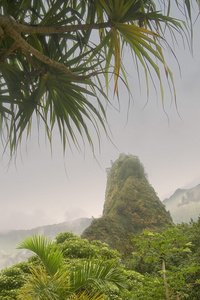 iao 针穿过棕榈树，毛伊岛，夏威夷，美国的视图