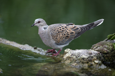 斑鸠，streptopelia turtur