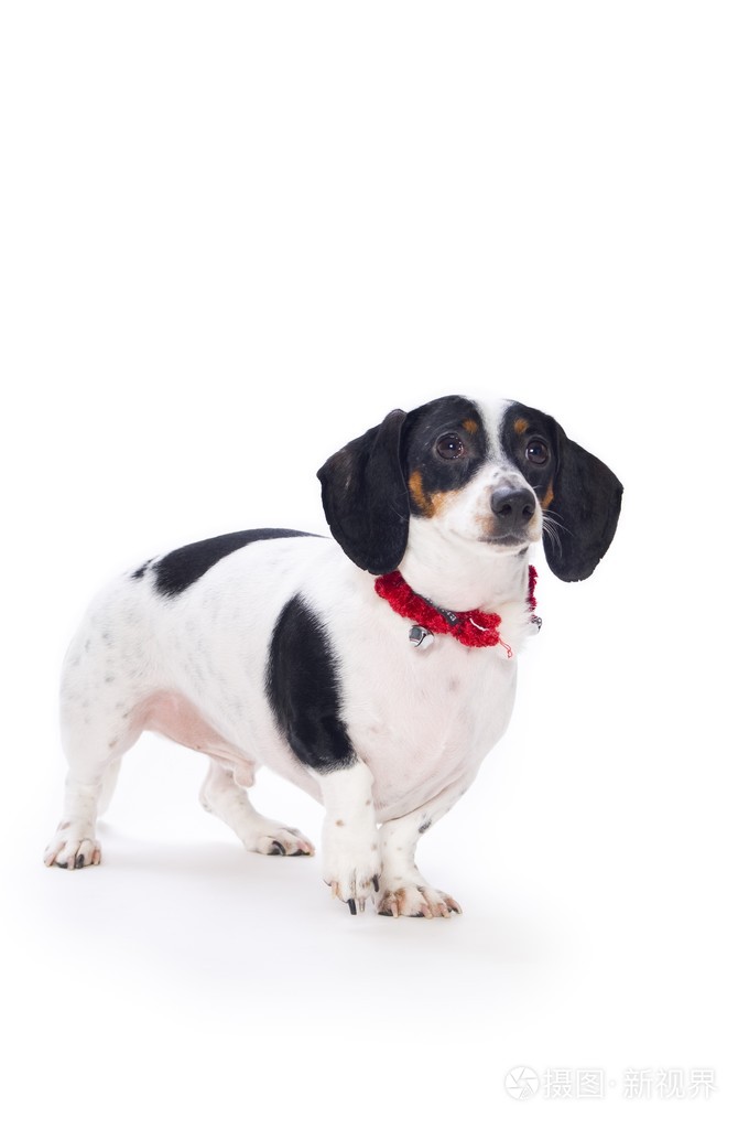 在白色背景上的腊肠狗小狗